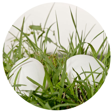 Il pascolo delle galline di prato polifita migliora la qualità dell'uovo